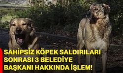 Sahipsiz köpek saldırıları sonrası 3 belediye başkanı hakkında işlem