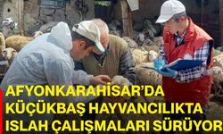 Afyonkarahisar’da küçükbaş hayvancılıkta ıslah çalışmaları sürüyor