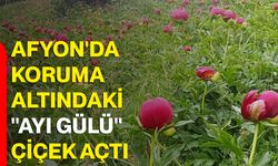 Afyon'da koruma altındaki "ayı gülü" çiçek açtı