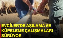 Evciler’de aşılama ve küpeleme çalışmaları sürüyor