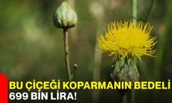 Bu çiçeği koparmanın bedeli 699 bin lira!
