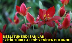 Nesli tükendi sanılan "Yitik Türk Lalesi" yeniden bulundu!