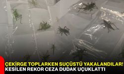 Çekirge toplarken suçüstü yakalandılar! Kesilen rekor ceza dudak uçuklattı