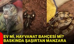 Ev mi, hayvanat bahçesi mi? Baskında şaşırtan manzara