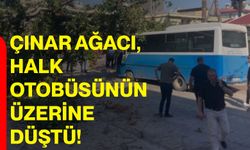 Çınar ağacı, halk otobüsünün üzerine düştü!