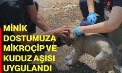 Minik dostumuza mikroçip ve kuduz aşısı uygulandı