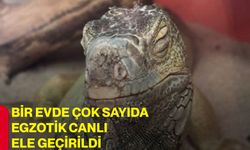 Bir evde çok sayıda egzotik canlı ele geçirildi
