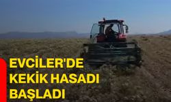 Evciler'de kekik hasadı başladı