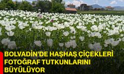 Bolvadin’de haşhaş çiçekleri fotoğraf tutkunlarını büyülüyor
