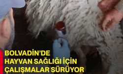 Bolvadin’de hayvan sağlığı için çalışmalar sürüyor
