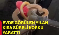 Evde görülen yılan kısa süreli korku yarattı