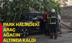 Park halindeki araç ağacın altında kaldı