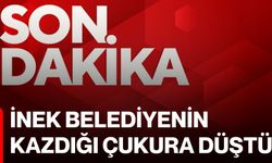 İnek belediyenin kazdığı çukura düştü