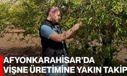 Afyonkarahisar’da vişne üretimine yakın takip