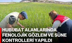 Hububat Alanlarında Fenolojik Gözlem ve Süne Kontrolleri Yapıldı