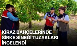 Kiraz bahçelerinde sirke sineği tuzakları incelendi