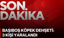 Başıboş köpek dehşeti: 3 kişi yaralandı