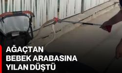 Ağaçtan bebek arabasına yılan düştü