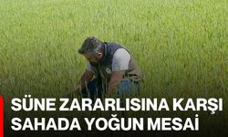 Süne zararlısına karşı sahada yoğun mesai
