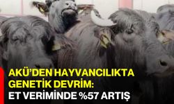 AKÜ’den hayvancılıkta genetik devrim: Et veriminde %57 artış