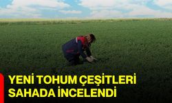 Yeni tohum çeşitleri sahada incelendi