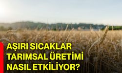 Aşırı sıcaklar tarımsal üretimi nasıl etkiliyor?