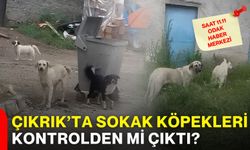 Çıkrık’ta sokak köpekleri kontrolden mi çıktı?