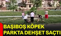 Başıboş köpek parkta dehşet saçtı