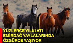 Yüzlerce yılkı atı Emirdağ yaylalarında özgürce yaşıyor