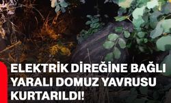 Elektrik direğine bağlı yaralı domuz yavrusu kurtarıldı