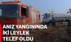 Anız yangınında iki leylek telef oldu