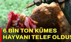 6 bin ton kümes hayvanı telef oldu!