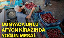 Dünyaca ünlü Afyon kirazında yoğun mesai