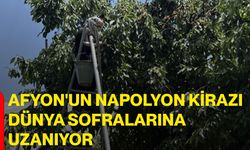 Afyon'un napolyon kirazı dünya sofralarına uzanıyor