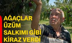 Ağaçlar üzüm salkımı gibi kiraz verdi