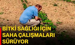 Bitki sağlığı için saha çalışmaları sürüyor