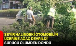 Seyir halindeki otomobilin üzerine ağaç devrildi! Sürücü ölümden döndü
