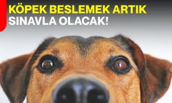 Köpek beslemek artık sınavla olacak!