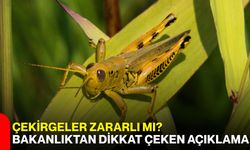 Çekirgeler zararlı mı? Bakanlıktan dikkat çeken açıklama