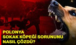 Polonya sokak köpeği sorununu nasıl çözdü?