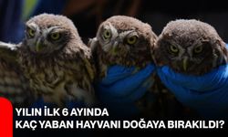 Yılın ilk 6 ayında kaç yaban hayvanı doğaya bırakıldı?