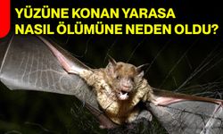 Yüzüne konan yarasa nasıl ölümüne neden oldu?
