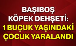 Başıboş köpek dehşeti: 1 buçuk yaşındaki çocuk yaralandı