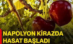 Napolyon kirazda hasat başladı