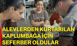 Alevlerden kurtarılan kaplumbağa için seferber oldular