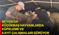 Afyon’da küçükbaş hayvanlarda küpeleme ve kayıt çalışmaları sürüyor