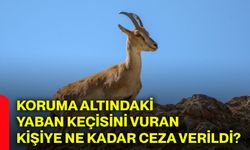 Koruma altındaki yaban keçisini vuran kişiye ne kadar ceza verildi?