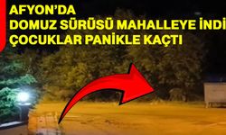 Afyon’da domuz sürüsü mahalleye indi, çocuklar panikle kaçtı