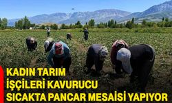 Kadın tarım işçileri kavurucu sıcakta pancar mesaisi yapıyor