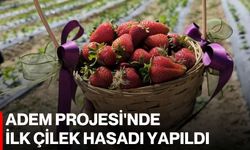 ADEM Projesi'nde ilk çilek hasadı yapıldı